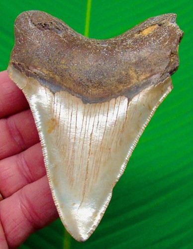 Megalodon shark tooth - shark,