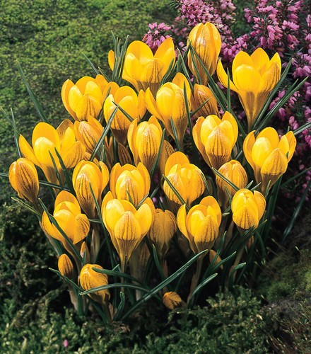 Crocus fuscotinctus species - crocus,