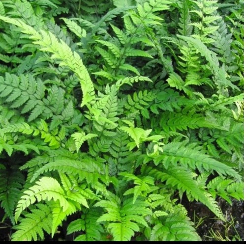 Polystichum tsus simense - polystichum, tsus-simense