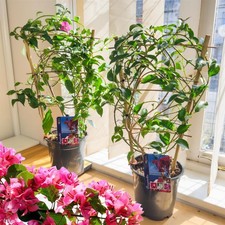 Bougainvillea Santa Rita 15cm