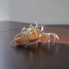 Cream Mesh & Feather