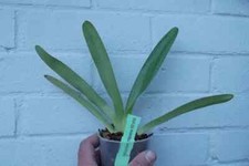 Paphiopedilum philippinense