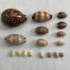 Cowrie shells - collection of