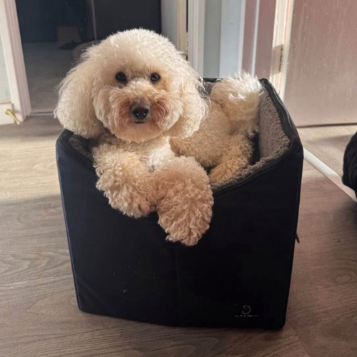 Medium dog car booster seat - dog,