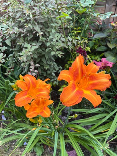 Hemerocallis day lily rocket - lily,