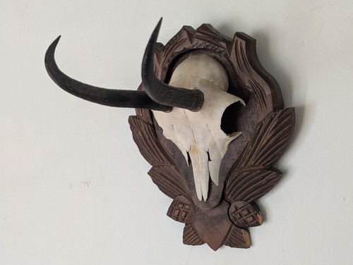 Taxidermy chamois alpine goat - taxidermy,