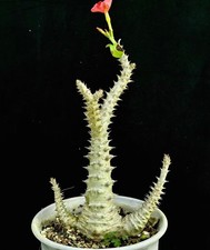 Pachypodium baronii