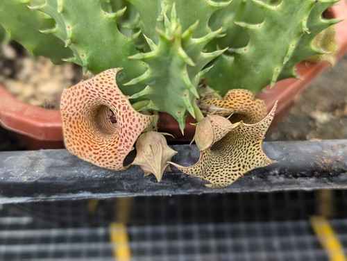 Huernia namaquensis starfish