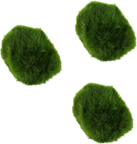 Live marimo moss - live, ball