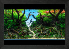 Nature Aquascape Aquarium