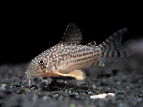 Sterbai corydoras freshwater - sterbai,