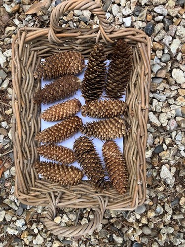 Large pine cones from - large,