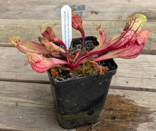 Sarracenia purpurea montana - , mk