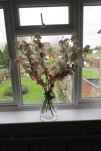 Beautiful thai orchid - &, apple