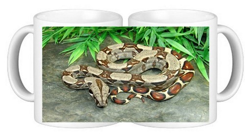 Boa constrictor snake wildlife - constrictor,