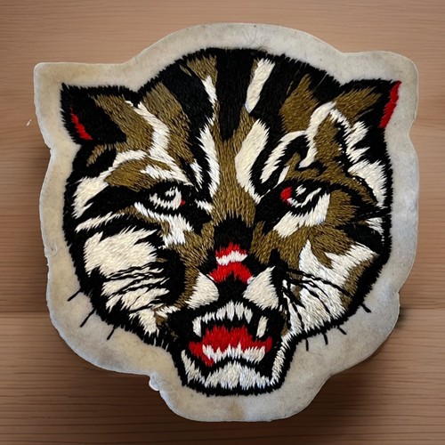 Bear cat wild - cat, bobcat