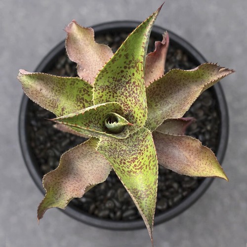 12cm succulent agave plant - 12cm,
