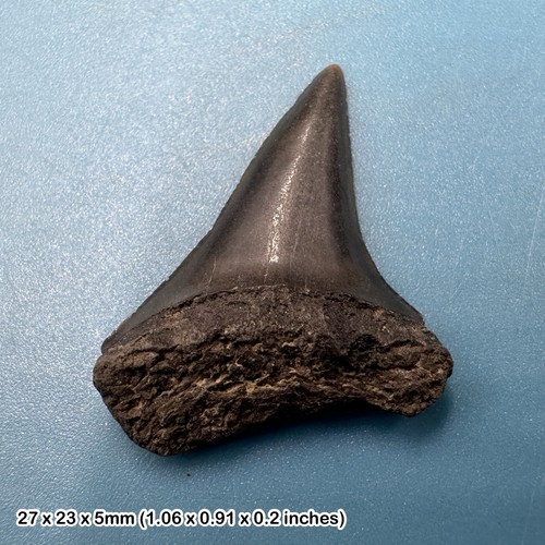 Isurus hastalis mako - , shark