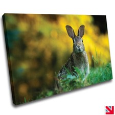 RABBIT ANIMAL CUTE BUNNY