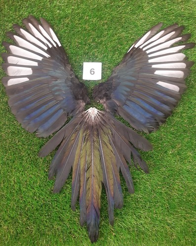 Genuine british magpie wings - magpie,