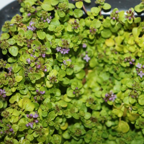 Corsican mint culinary - culinary, scented