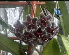 Hoya pubicalyx Royal Hawaiian