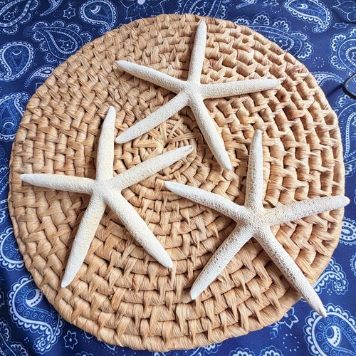 Natural dried finger starfish - finger,