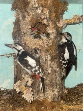 Antique Cased Taxidermy