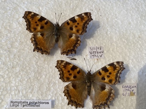 Rare large tortoishell - large,