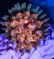 WYSIWYG Wrap Drive Bubble Tip