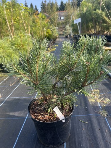 Scots pine louisiana lake - scots, |