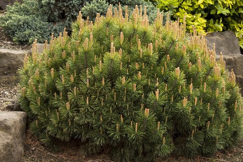 Pinus mugo pumilio dwarf - 'pumilio',