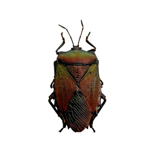 Iridescent shield bug - shield,