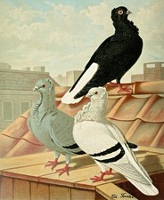 Gustav Prütz 1884 Frillback