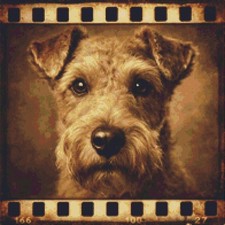 Lakeland Terrier Puppy Dog
