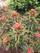 3 x Euphorbia Fireglow Griffiithi bare root plants