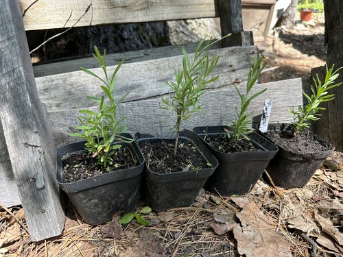 One live organic lavender - live,