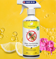 Wasp bee hornet - hornet, eco