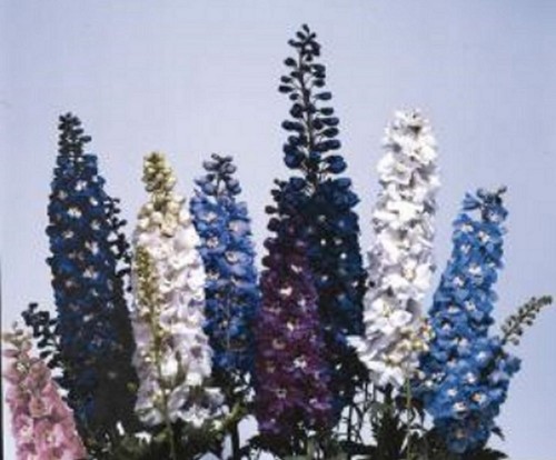 Delphinium cultorum magic - delphinium, 'magic
