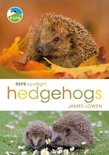 Rspb spotlight hedgehogs - spotlight, by