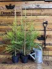 10x X Large Golden Leylandii