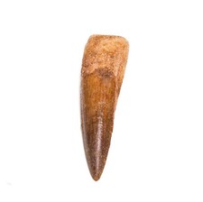 Spinosaur Spinosaurus Tooth