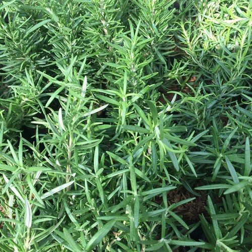 Herb plants rosemary - herb,