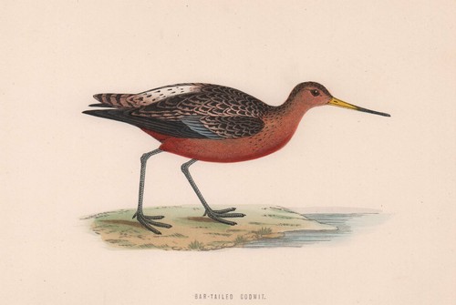 Bar tailed godwit morris - bar-tailed, godwit.