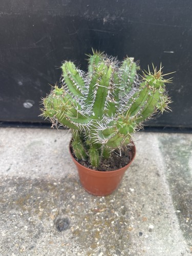 Euphorbia fruticosa succulent - euphorbia,