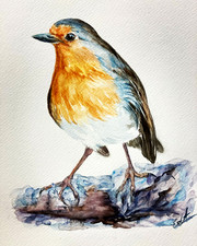 American Robin Bird Watercolor