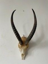 African female Springbok Horns