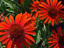 Echinacea purpurea orange - echinacea, orange/red