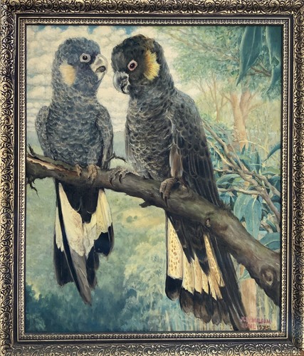 Beautiful australian cockatoo - beautiful,