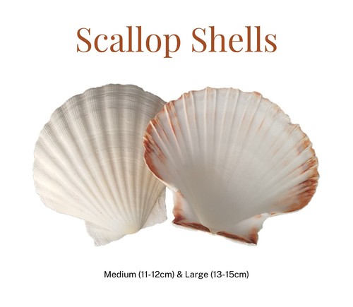 Natural scallop shells - shells, |
